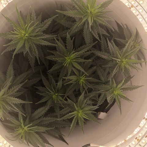 Unknown strain growlog photo: Pre defoliating 