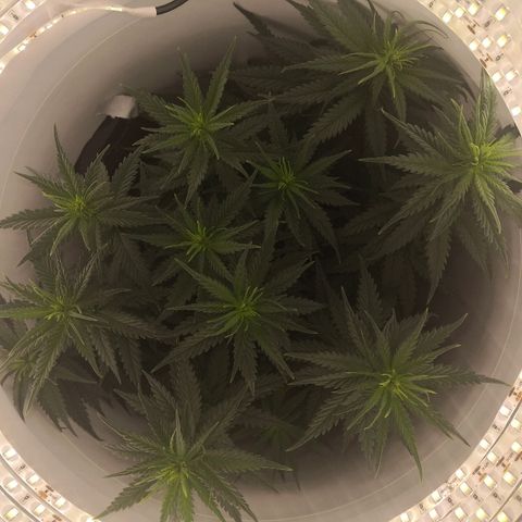 Unknown strain growlog photo: Pre defoliating 