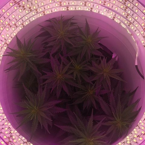 Unknown strain growlog photo: Pre defoliating 