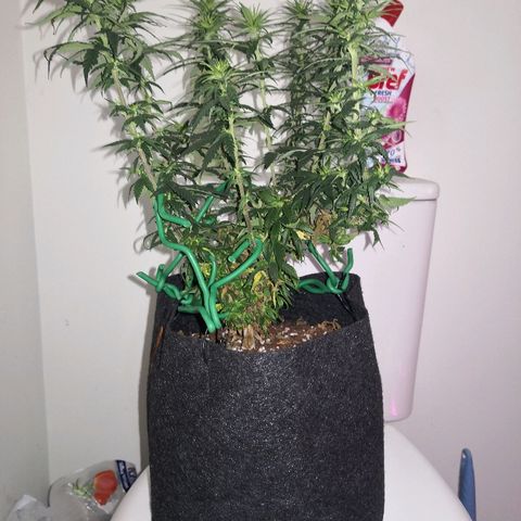 Unknown strain growlog photo: Looking good I think 