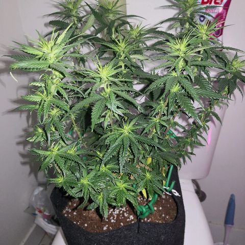 Unknown strain growlog photo: Looking good I think 