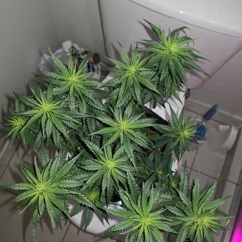 Unknown strain growlog photo: Looking good I think 