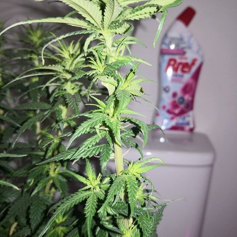 Unknown strain growlog photo: Looking good I think 