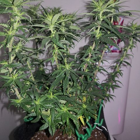 Unknown strain growlog photo: Looking good I think 