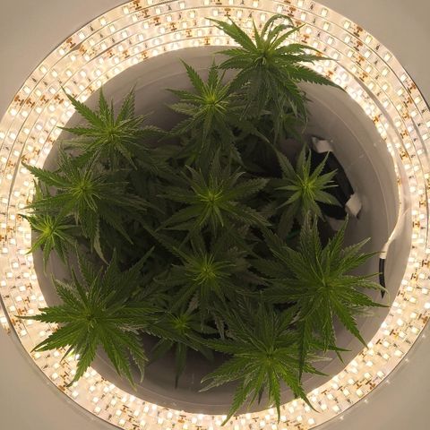 Unknown strain growlog timeline photo