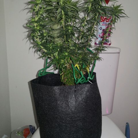 Unknown strain growlog photo: Looking good I think 