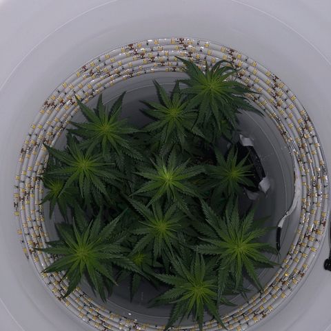 Unknown strain growlog timeline photo