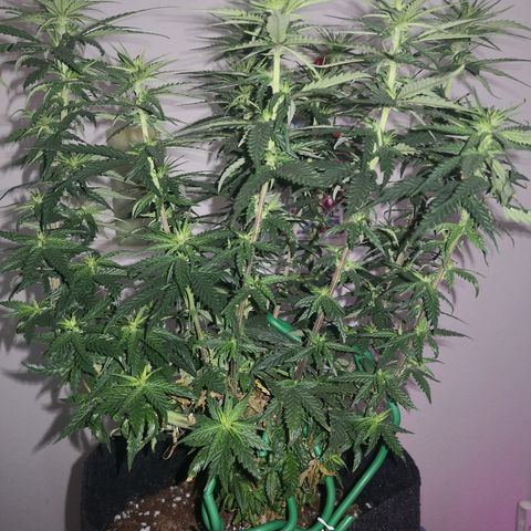 Unknown strain growlog timeline photo