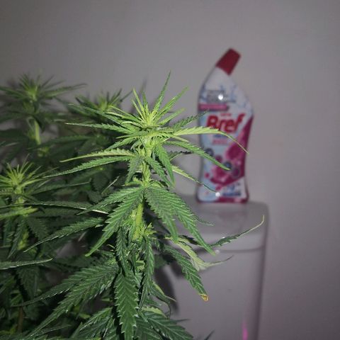 Unknown strain growlog timeline photo