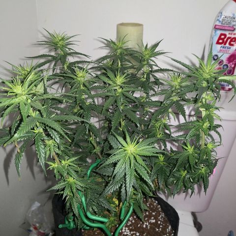 Unknown strain growlog photo: Looking good I think 