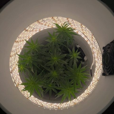 Unknown strain growlog timeline photo
