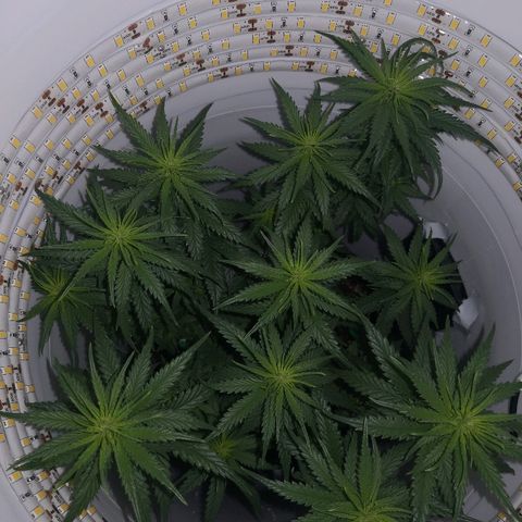Unknown strain growlog timeline photo