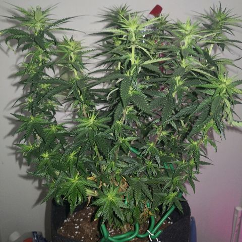 Unknown strain growlog timeline photo