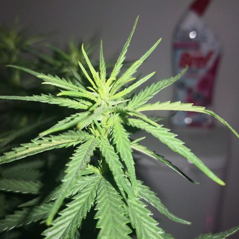 Unknown strain growlog timeline photo