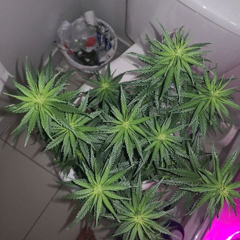 Unknown strain growlog timeline photo