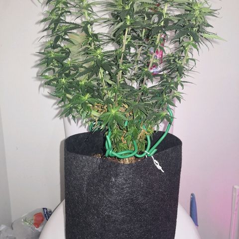 Unknown strain growlog timeline photo