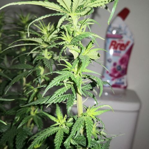 Unknown strain growlog photo: Looking good I think 