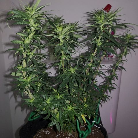 Unknown strain growlog photo: Looking good I think 