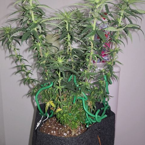Unknown strain growlog photo: Looking good I think 