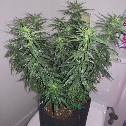 Unknown strain growlog timeline photo