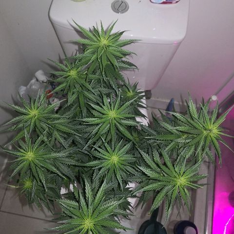 Unknown strain growlog timeline photo