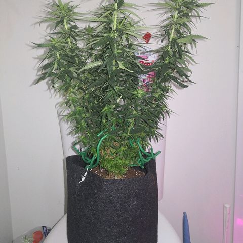 Unknown strain growlog timeline photo