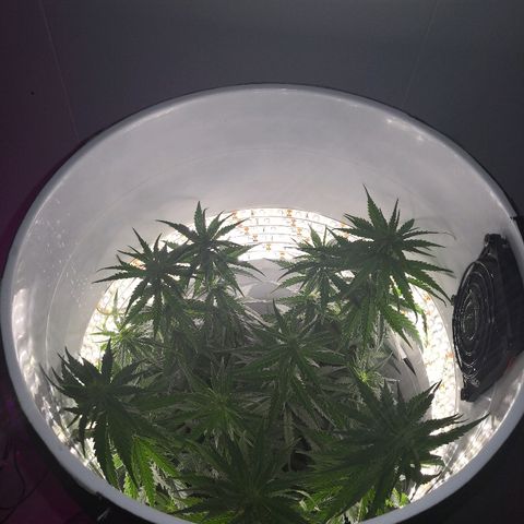 Unknown strain growlog timeline photo