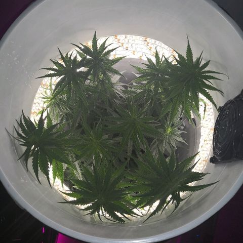 Unknown strain growlog timeline photo