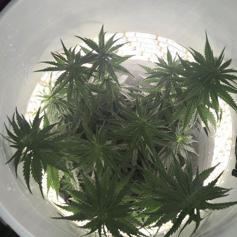 Unknown strain growlog timeline photo