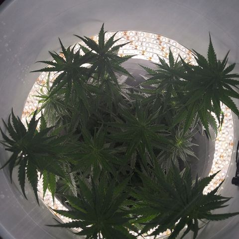 Unknown strain growlog timeline photo