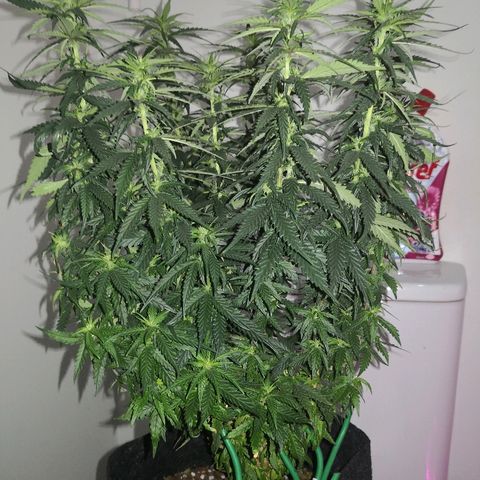 Unknown strain growlog timeline photo