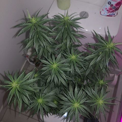 Unknown strain growlog timeline photo