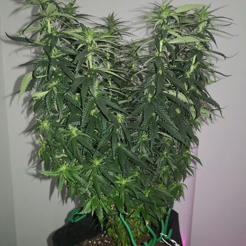 Unknown strain growlog timeline photo