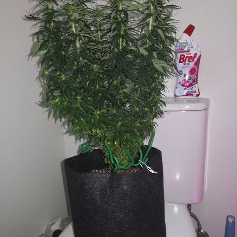 Unknown strain growlog timeline photo