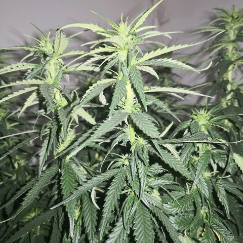 Unknown strain growlog timeline photo
