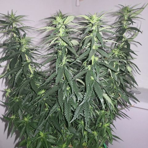 Unknown strain growlog timeline photo