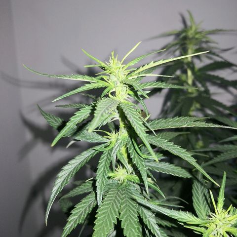Unknown strain growlog photo: Side lights died 