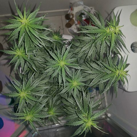 Unknown strain growlog photo: Side lights died 