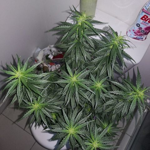 Unknown strain growlog photo: Side lights died 
