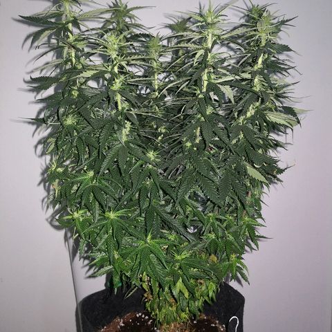 Unknown strain growlog photo: Side lights died 