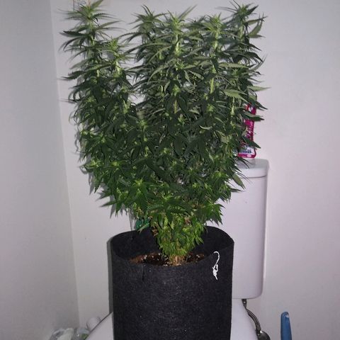 Unknown strain growlog photo: Side lights died 
