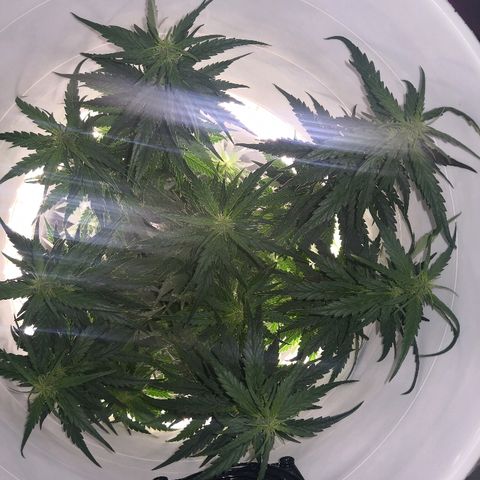 Unknown strain growlog photo: Side lights replaced 