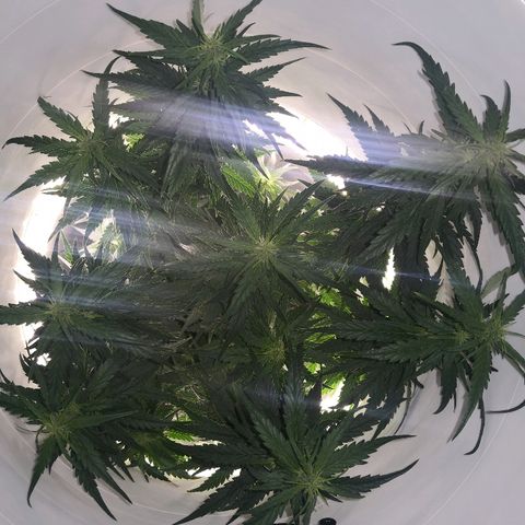 Unknown strain growlog photo: Side lights replaced 