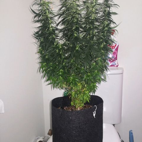 Unknown strain growlog photo: Side lights replaced 