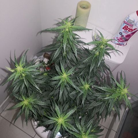 Unknown strain growlog photo: Side lights replaced 