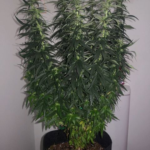 Unknown strain growlog photo: Side lights replaced 