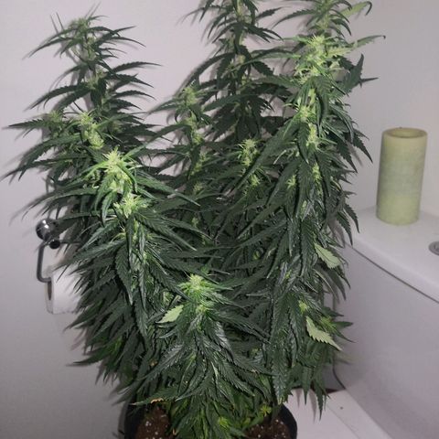 Unknown strain growlog photo: Side lights replaced 