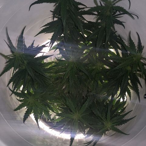 Unknown strain growlog photo: Side lights replaced 
