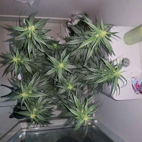 Unknown strain growlog photo: Trimmed the bottom shoots off.. Late but hopefully OK 