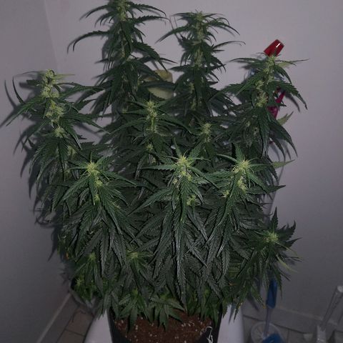 Unknown strain growlog photo: Trimmed the bottom shoots off.. Late but hopefully OK 